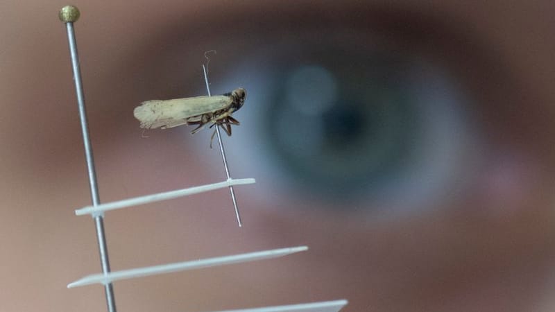 Winzig kleine Schilf-Glasflügelzikaden zeigt eine Mitarbeiterin des Hessischen Pflanzenschutzdienstes in einem Speziallabor: Die Insekten breiten sich nach Erkenntnissen von Wissenschaftlern immer weiter aus.