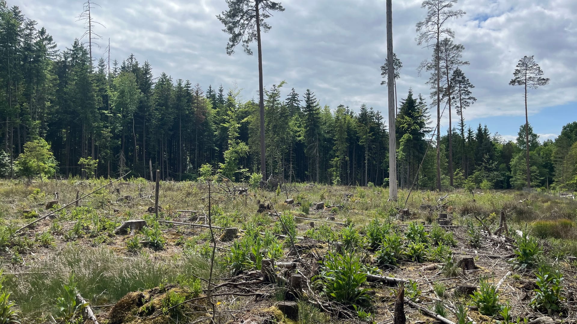 "Die Katastrophenfläche": Bis 2024 standen dort Bäume.