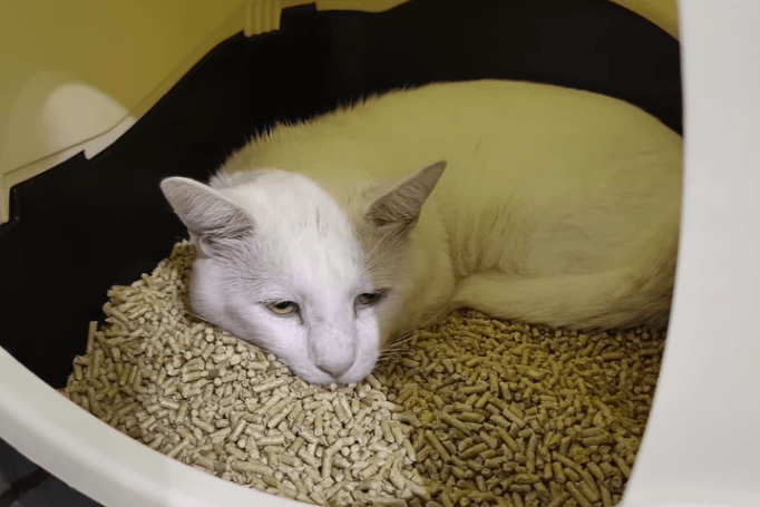 Aus einer kleinen Wohnung: Gemeinsam mit dem Veterinäramt Landkreis Börde beschlagnahmte die Tierhilfe Wolfsburg 24 Katzen.