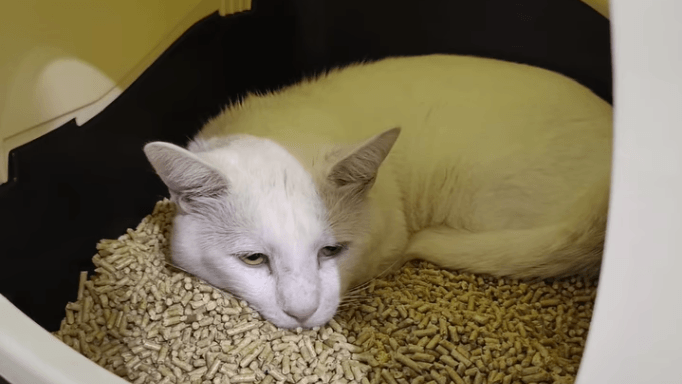 Aus einer kleinen Wohnung: Gemeinsam mit dem Veterinäramt Landkreis Börde beschlagnahmte die Tierhilfe Wolfsburg 24 Katzen. Aus einer kleinen Wohnung: Gemeinsam mit dem Veterinäramt Landkreis Börde beschlagnahmte die Tierhilfe Wolfsburg 24 Katzen.