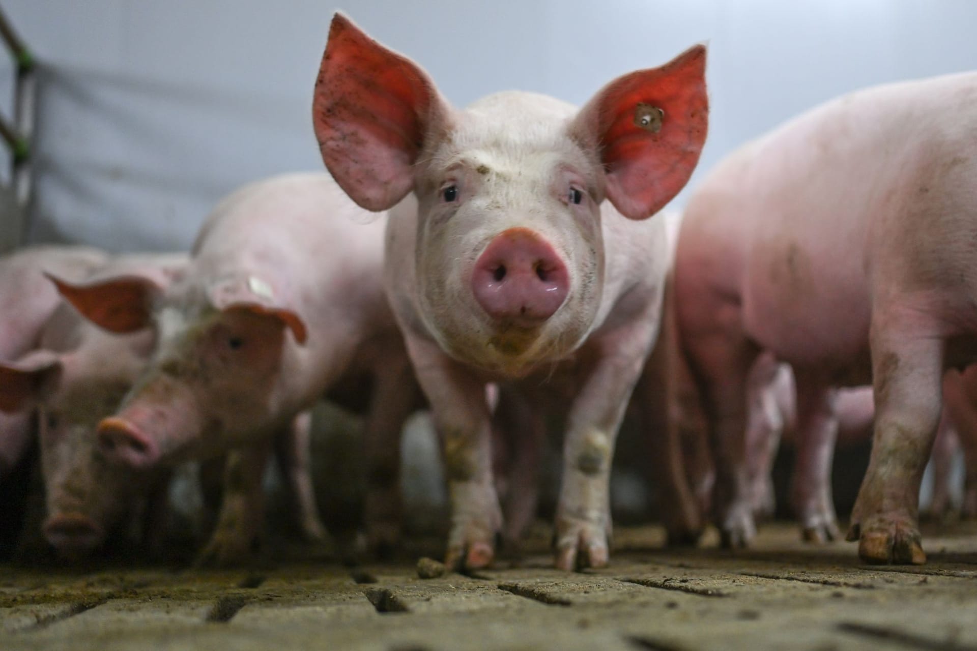 Schweinemast
