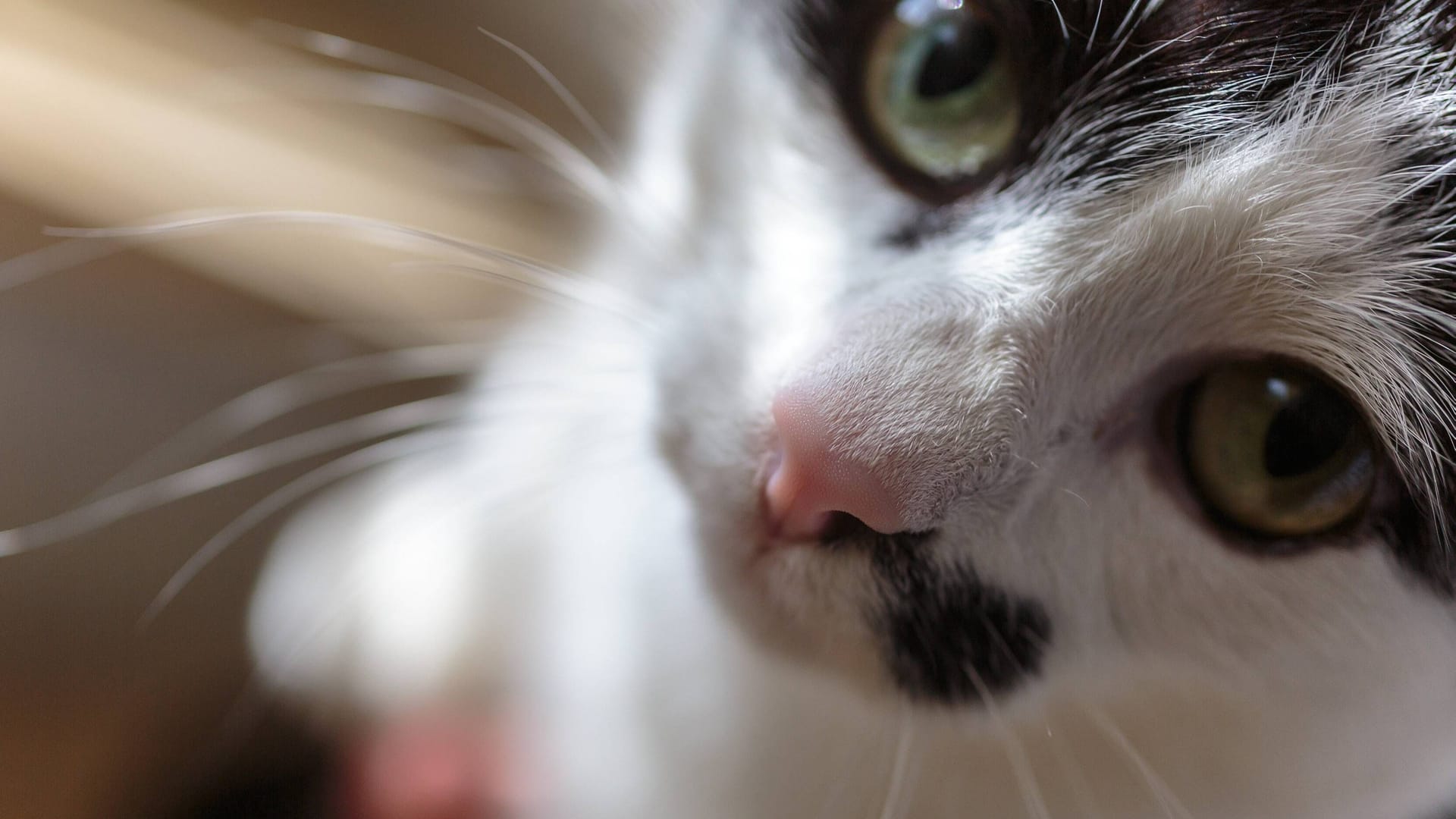 Eine Katze schaut in die Kamera (Symbolbild): In Hannover ließ jemand zwei Tiere am Ihmezentrum zurück. Eine Katze schaut in die Kamera (Symbolbild): In Hannover ließ jemand zwei Tiere am Ihmezentrum zurück.