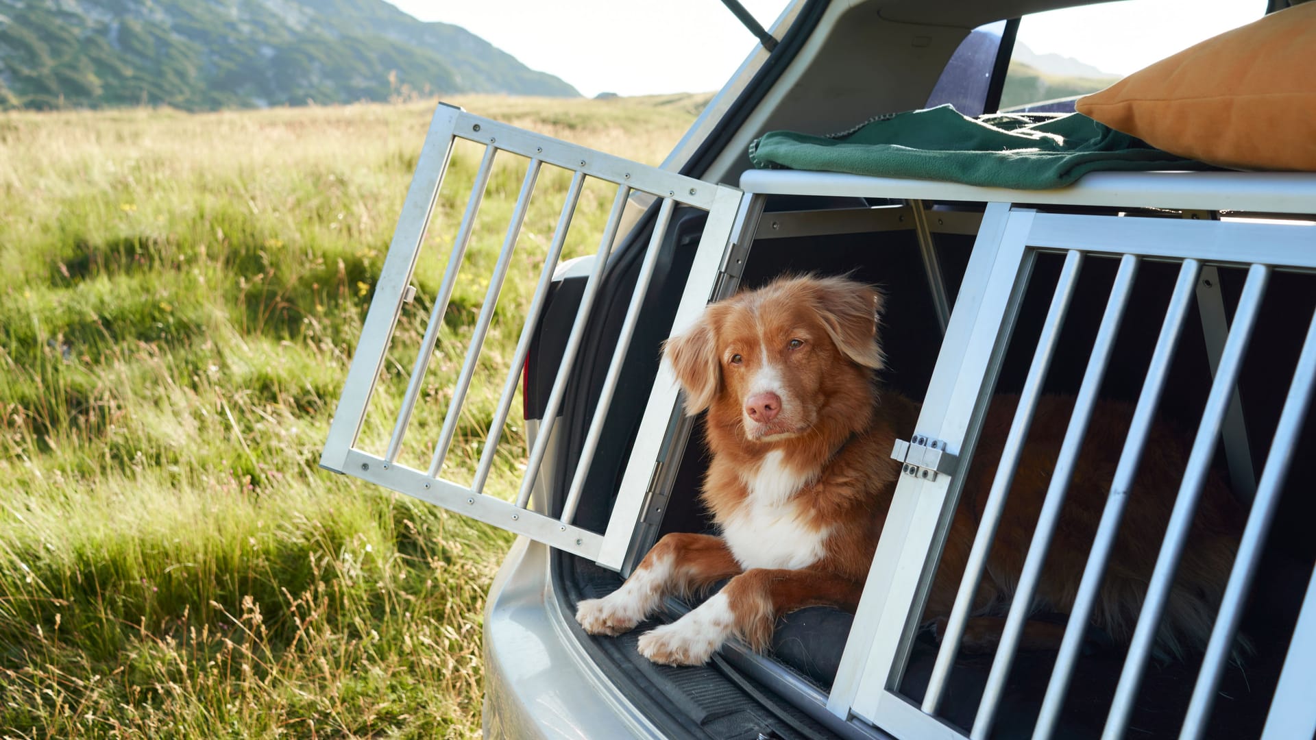 Hund im Auto: Eine geeignete Transportbox sichert die Tiere während der Fahrt. Hund im Auto: Eine geeignete Transportbox sichert die Tiere während der Fahrt.