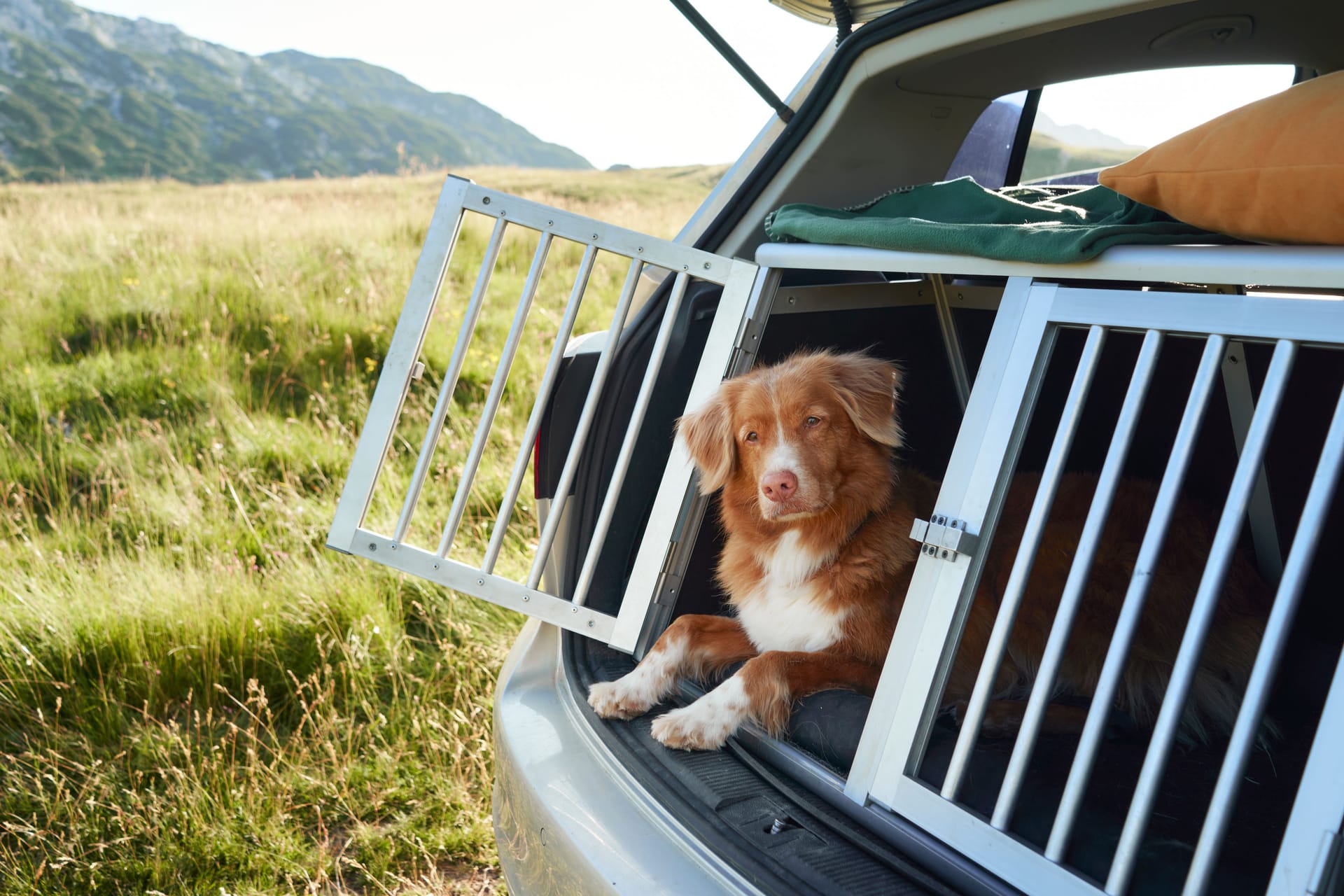 Hund im Auto: Eine geeignete Transportbox sichert die Tiere während der Fahrt.
