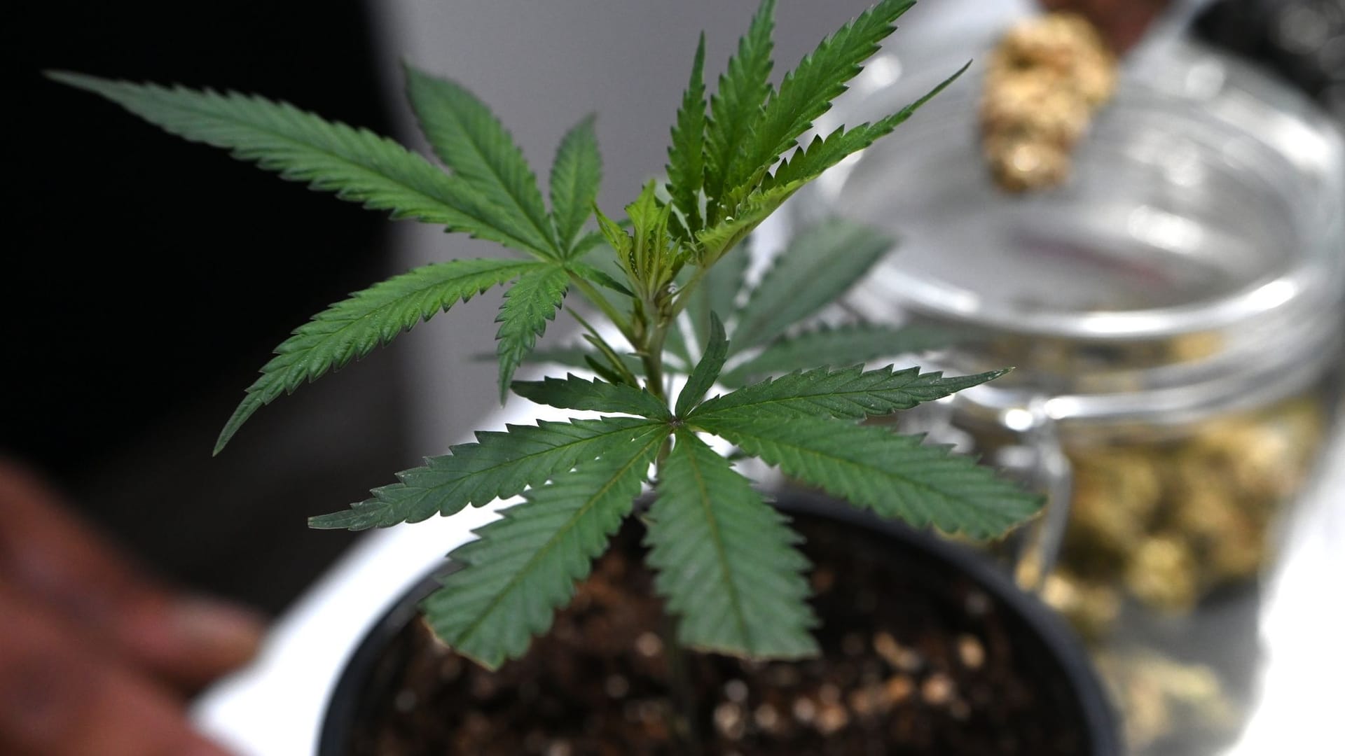 Cannabis Cannabis