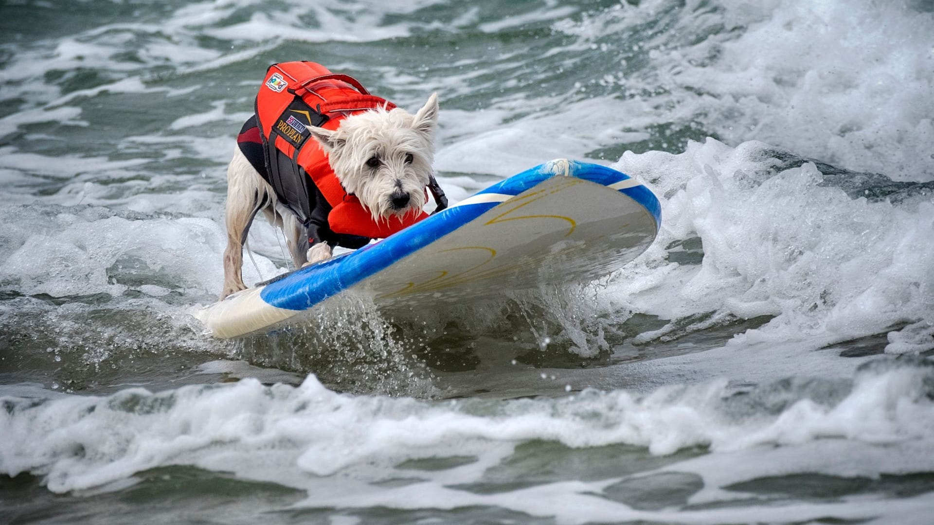 «Incredible Dog Challenge» - Surfmeisterschaft für Hunde