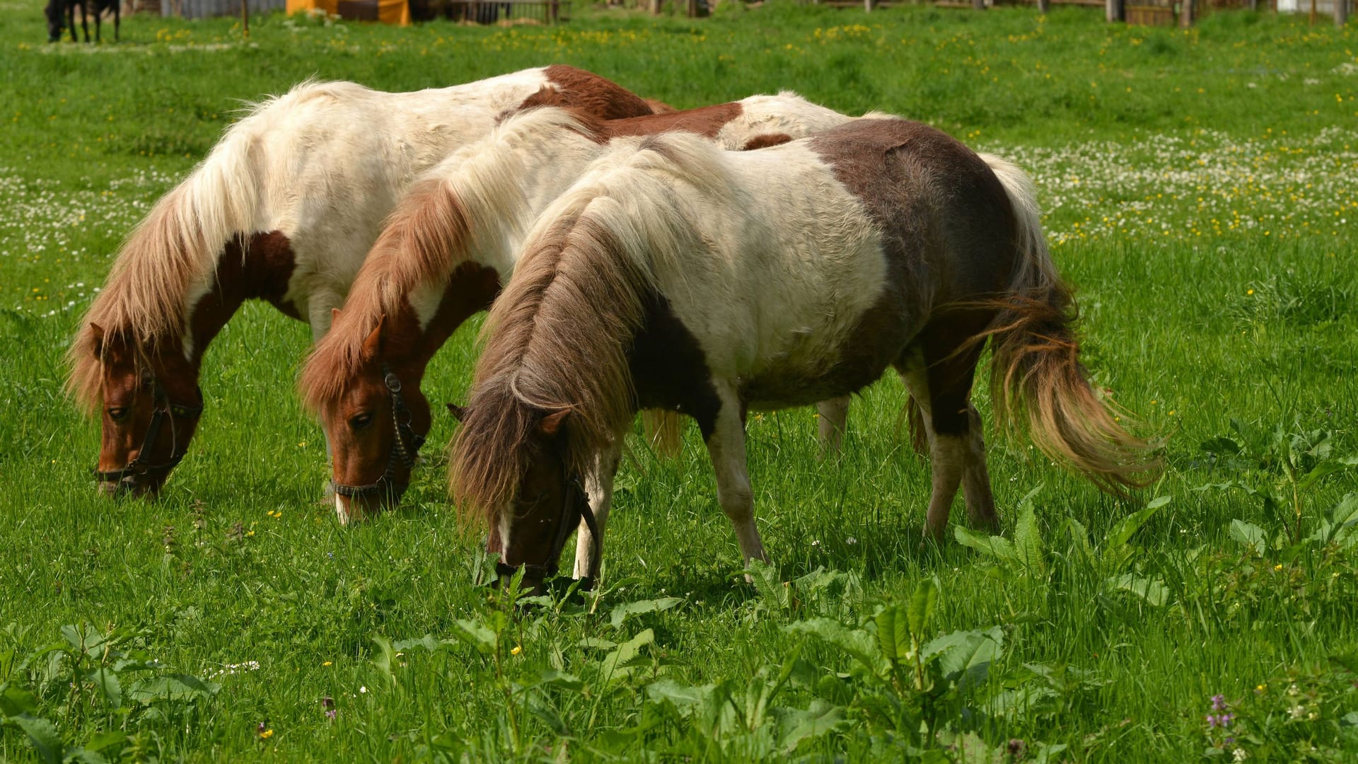 Shetlandponys stehen auf einer Wiese (Symbolbild): Das Tierheim Bremen ist derzeit das Zuhause von vier Ponys.