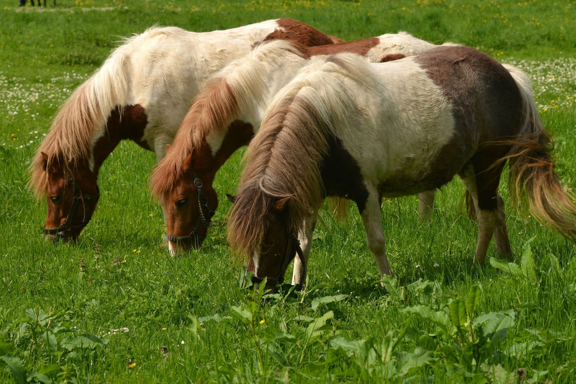 Shetlandponys stehen auf einer Wiese (Symbolbild): Das Tierheim Bremen ist derzeit das Zuhause von vier Ponys.