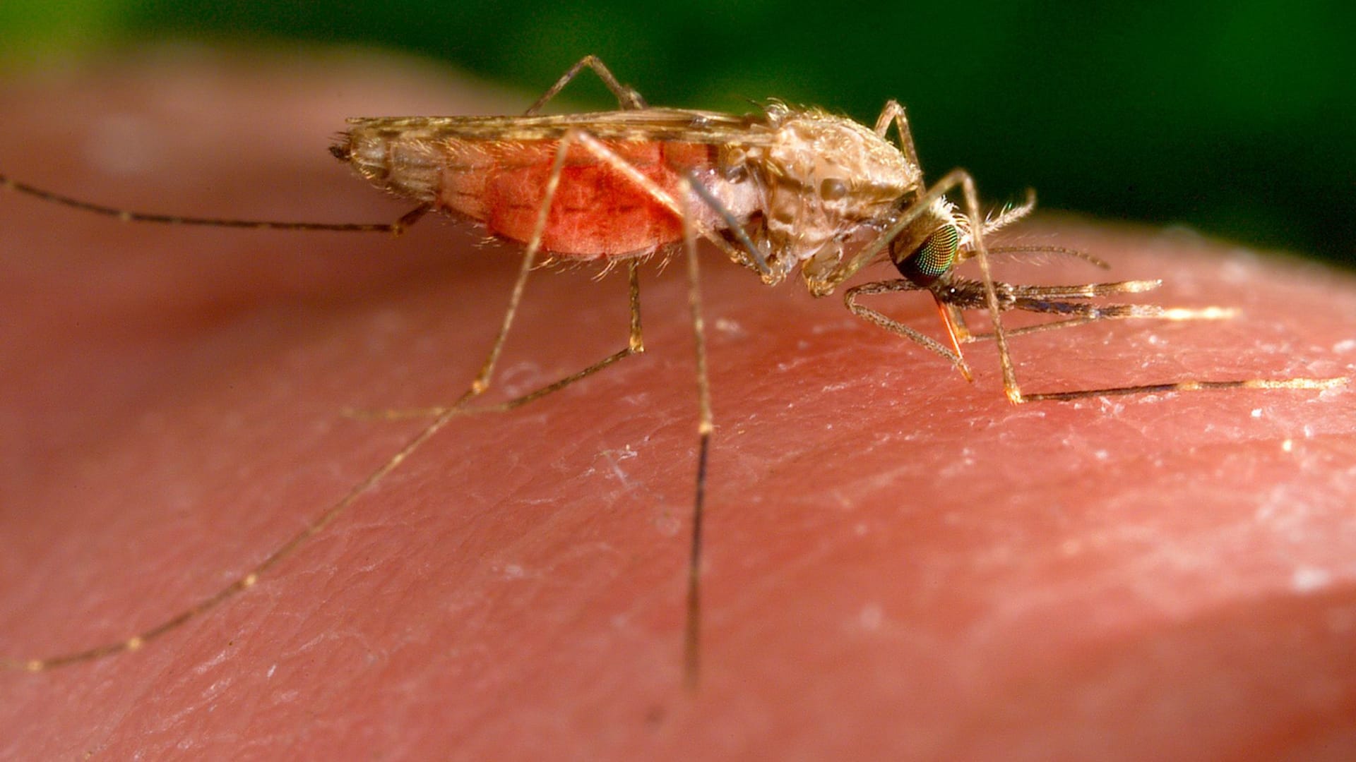 Anopheles-gambiae-Mücke