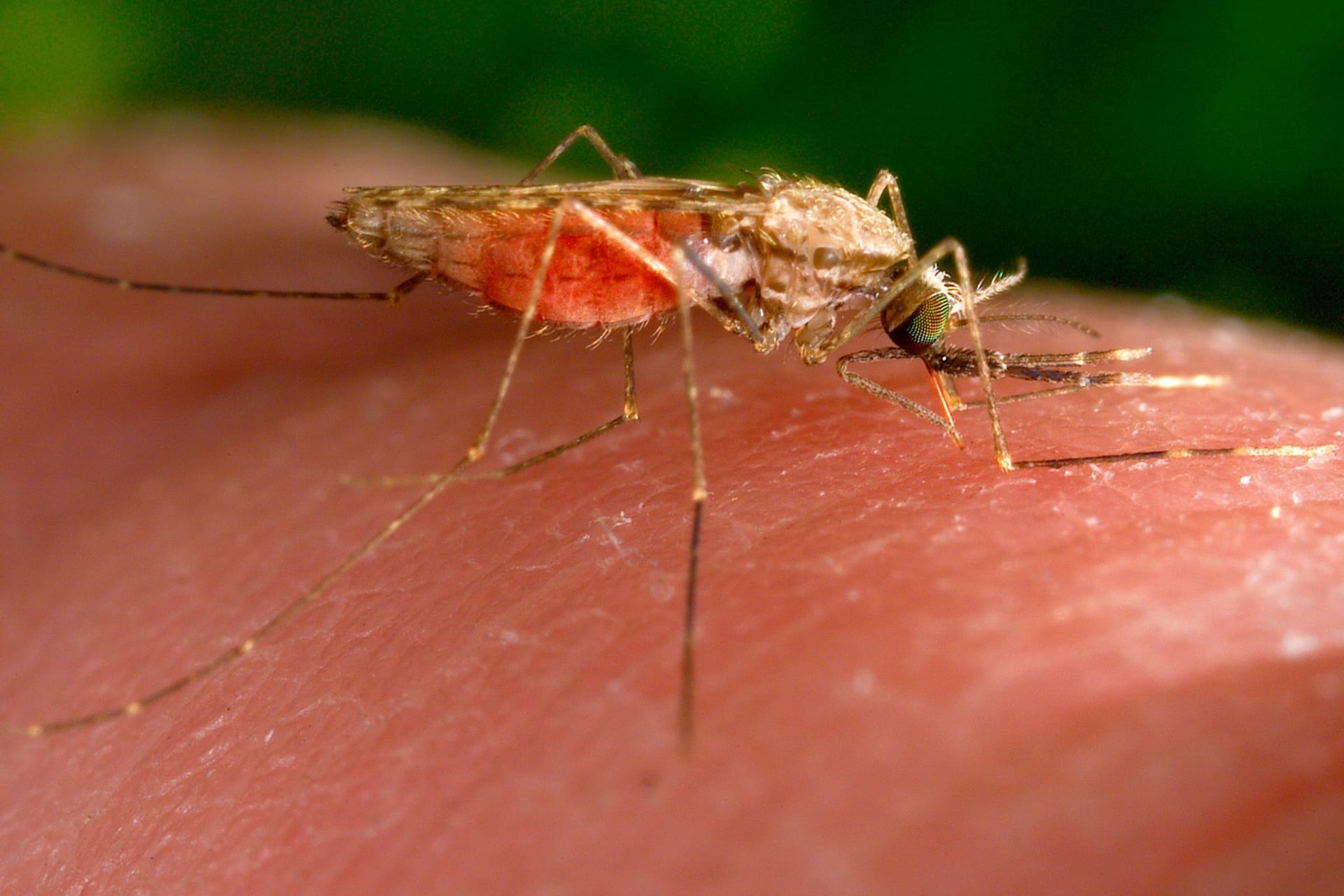 Anopheles-gambiae-Mücke