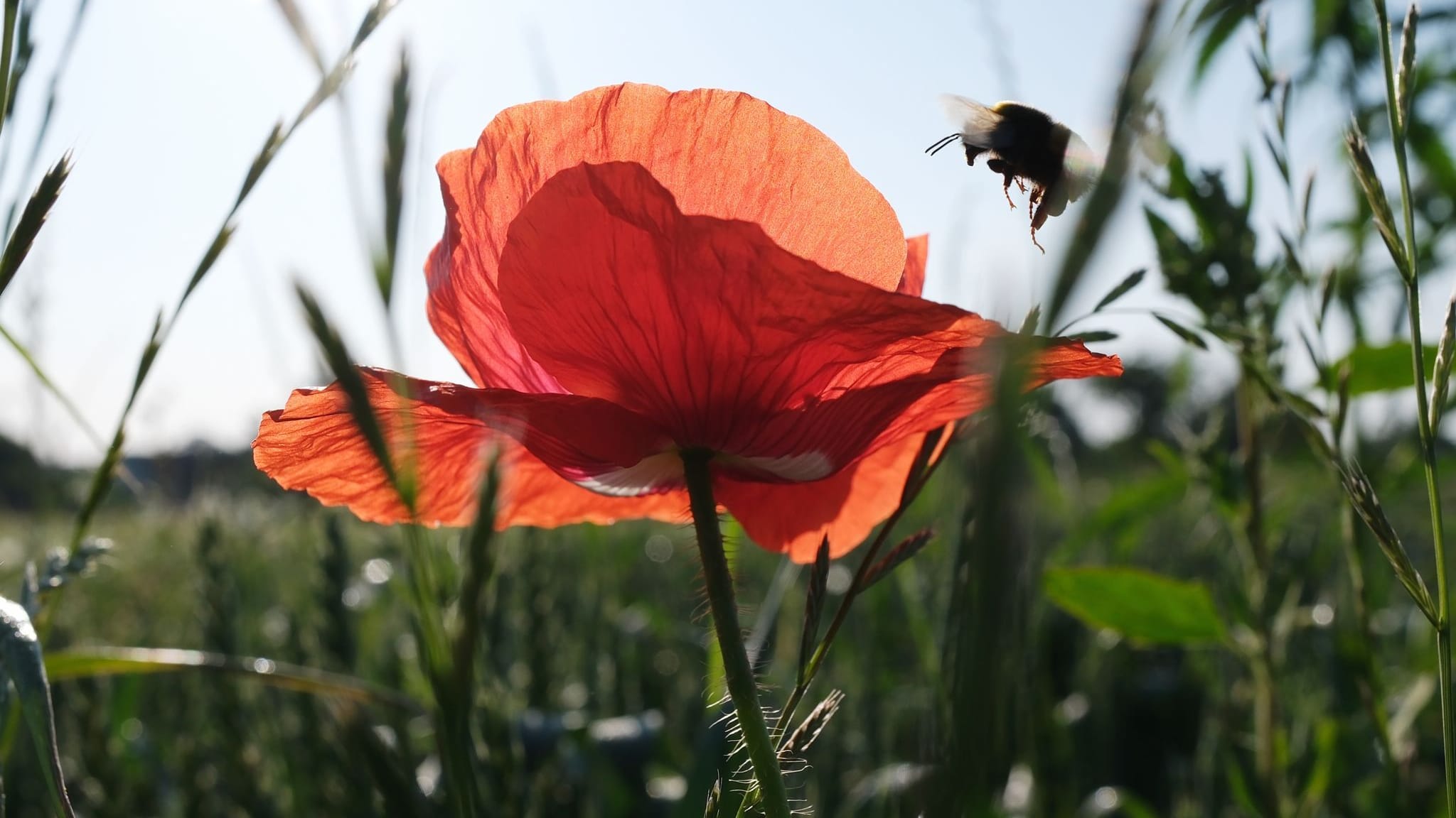 Sommerwetter