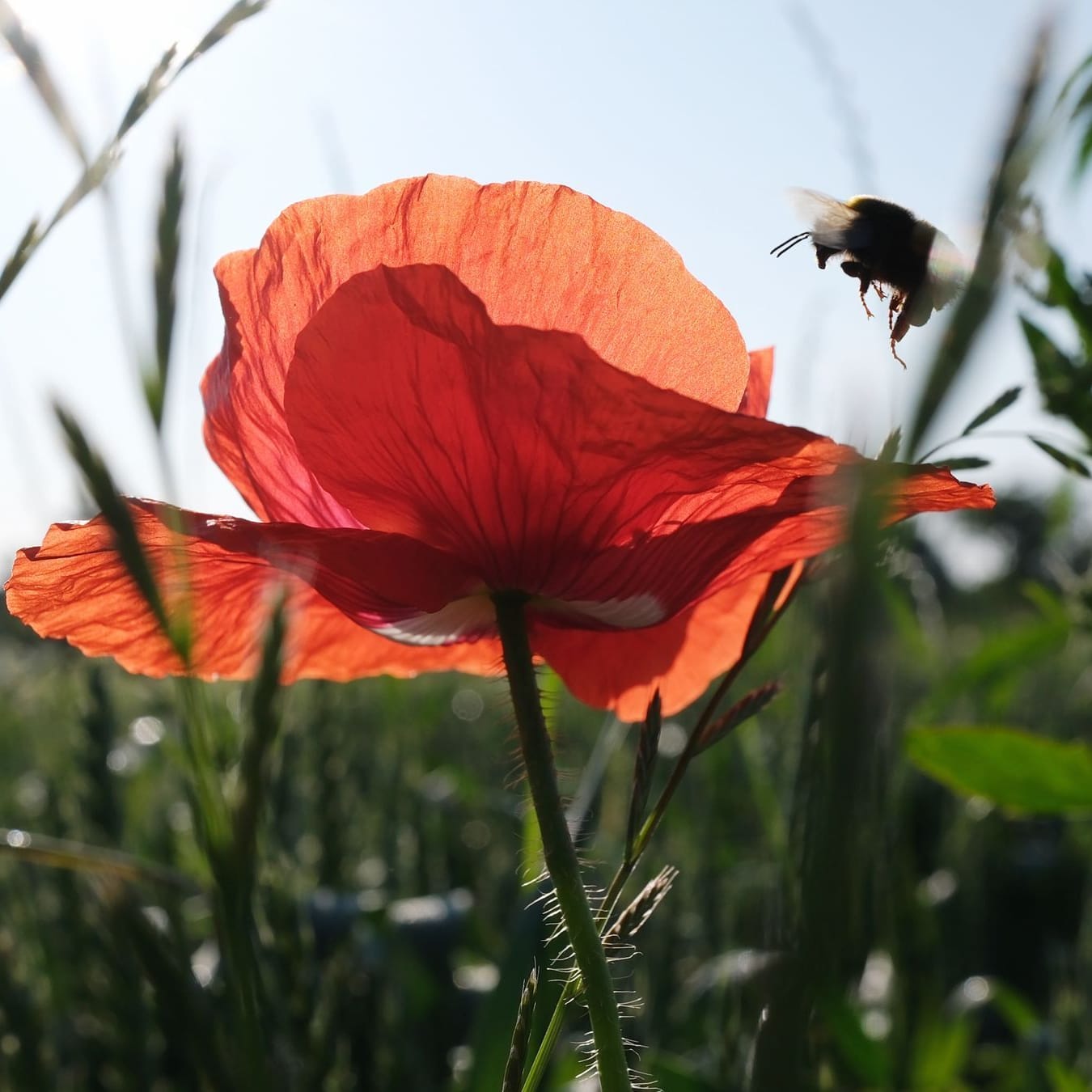 Sommerwetter
