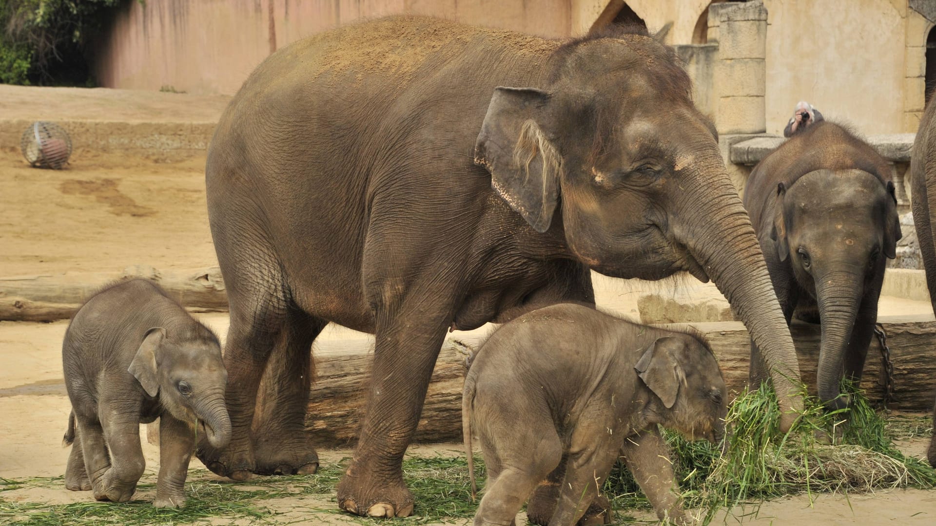 Elefanten im Zoo Hannover: Sie sind die Lieblingstiere von Lina. Elefanten im Zoo Hannover: Sie sind die Lieblingstiere von Lina.