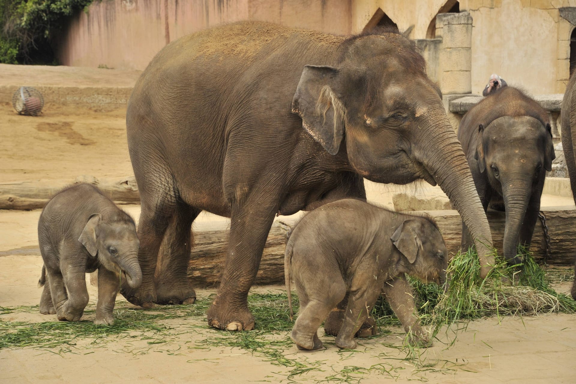 Elefanten im Zoo Hannover: Sie sind die Lieblingstiere von Lina.