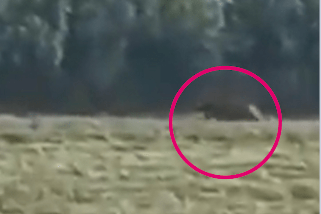 Ein Handyvideo soll das mutmaßliche Raubtier zeigen: Die Behörden schlagen Alarm.