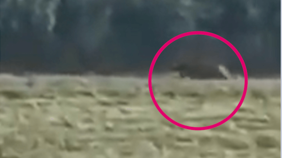Ein Handyvideo soll das mutmaßliche Raubtier zeigen: Die Behörden schlagen Alarm.