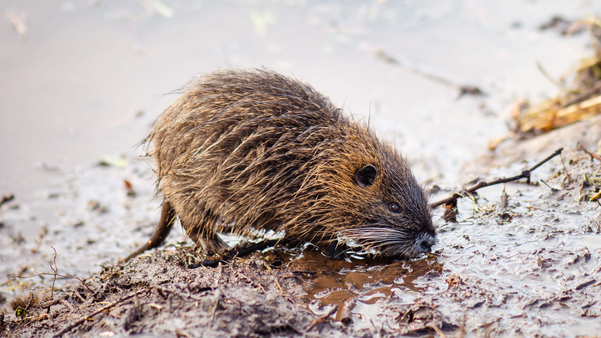 Ein Nutria (Symbolbild): In Hamburg wurde ein Jungtier schwer misshandelt aufgefunden. Ein Nutria (Symbolbild): In Hamburg wurde ein Jungtier schwer misshandelt aufgefunden.