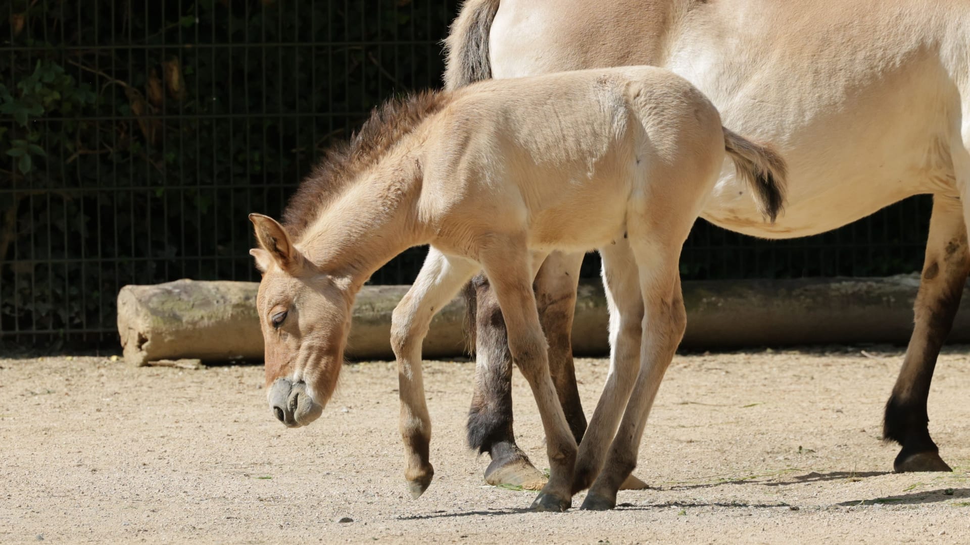 Kölner Zoo: Eines der beiden neugeborenen Fohlen der Przewalskipferde.