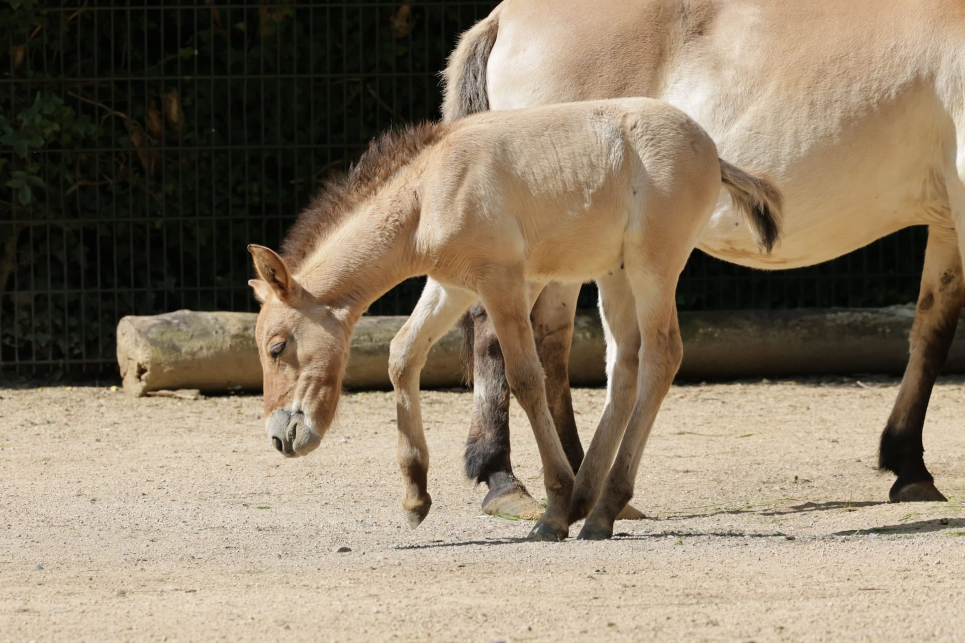 Kölner Zoo: Eines der beiden neugeborenen Fohlen der Przewalskipferde.