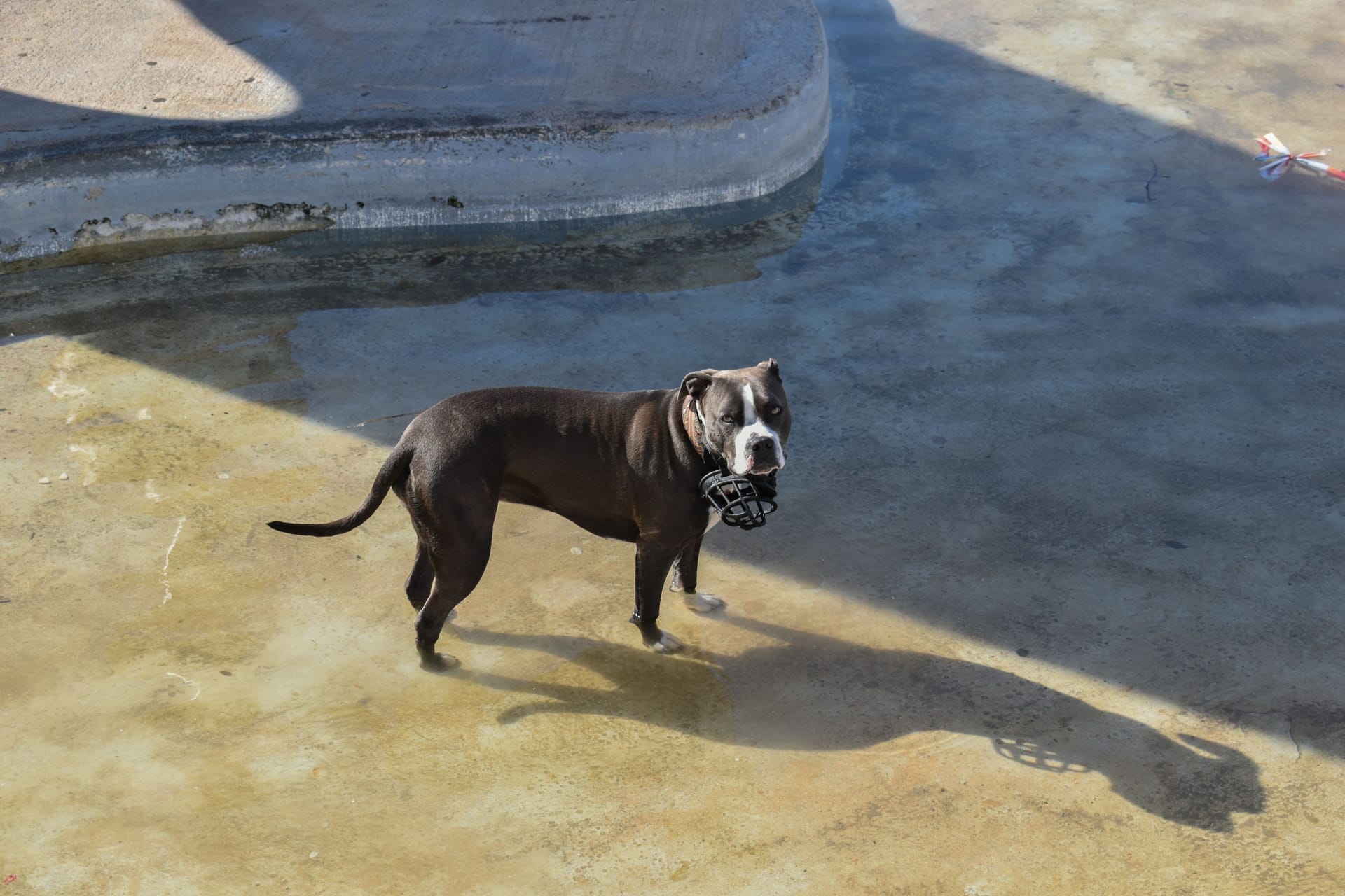 Ein Old English Bulldog (Symbolbild): Das Tierheim in Brinkum sucht neue Halter für Hund Dexter.