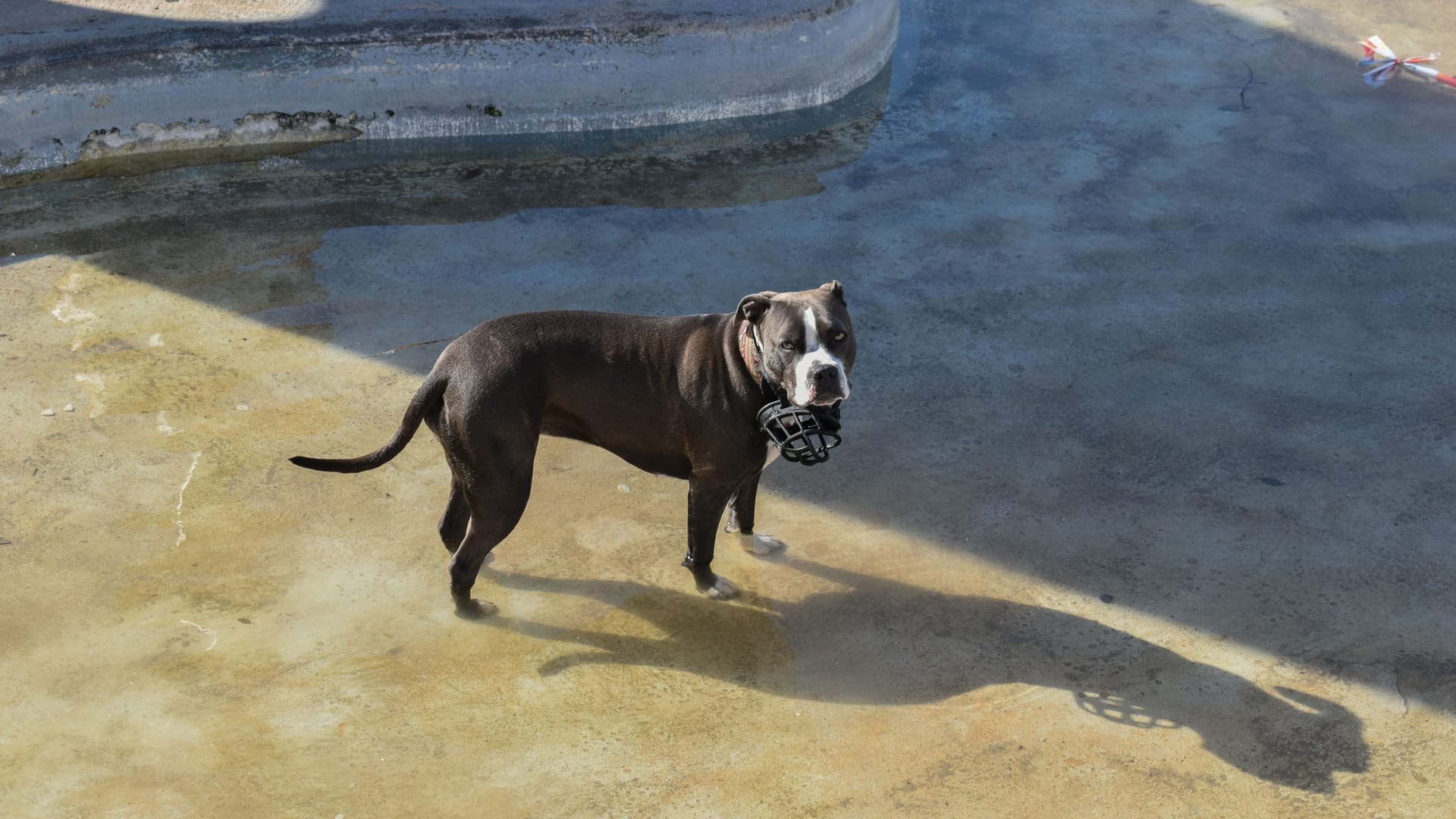 Ein Old English Bulldog (Symbolbild): Das Tierheim in Brinkum sucht neue Halter für Hund Dexter.