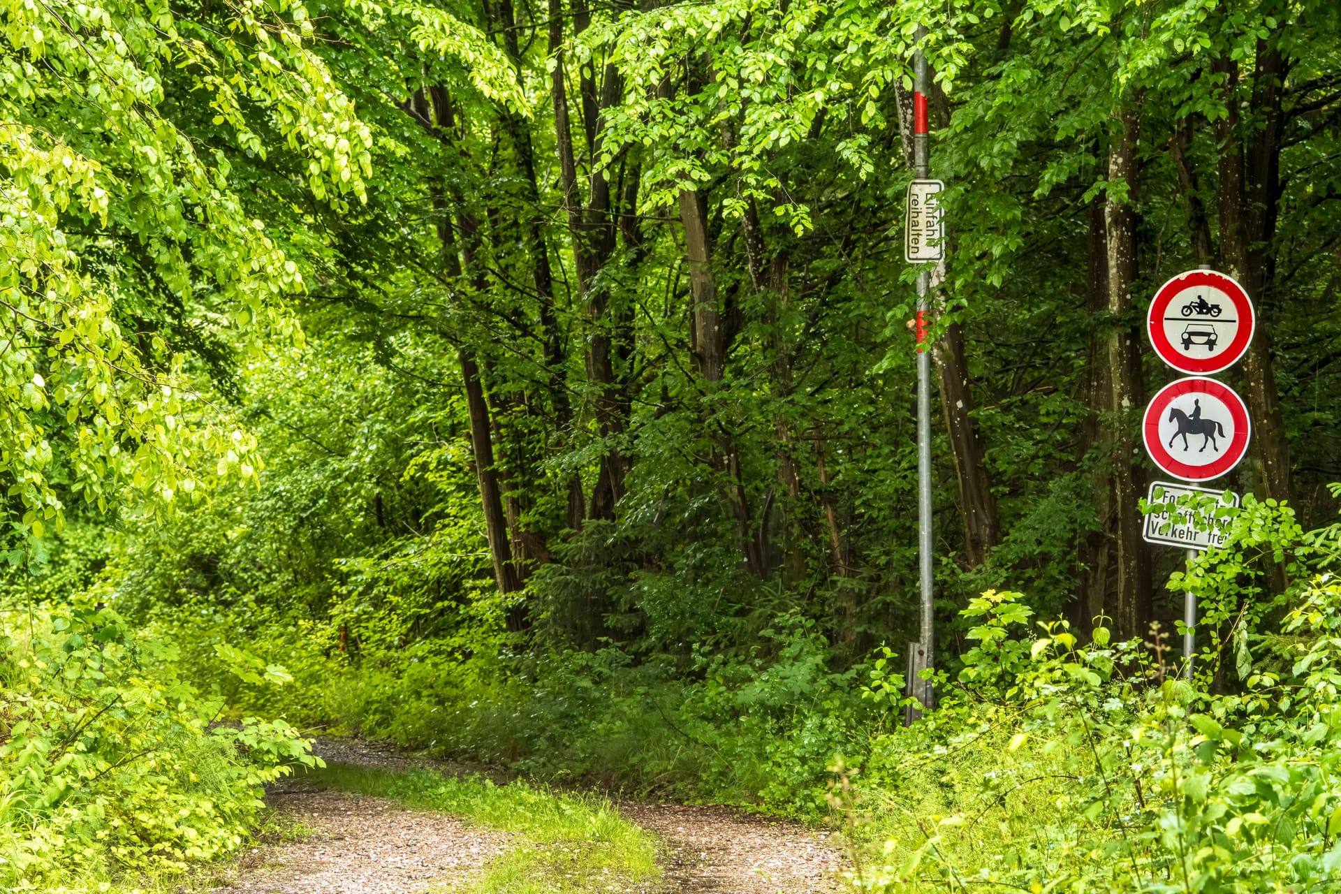 Waldweg (Symbolfoto): Im Hämelerwald bei Hannover ist eine Frau vergewaltigt worden. Waldweg (Symbolfoto): Im Hämelerwald bei Hannover ist eine Frau vergewaltigt worden.