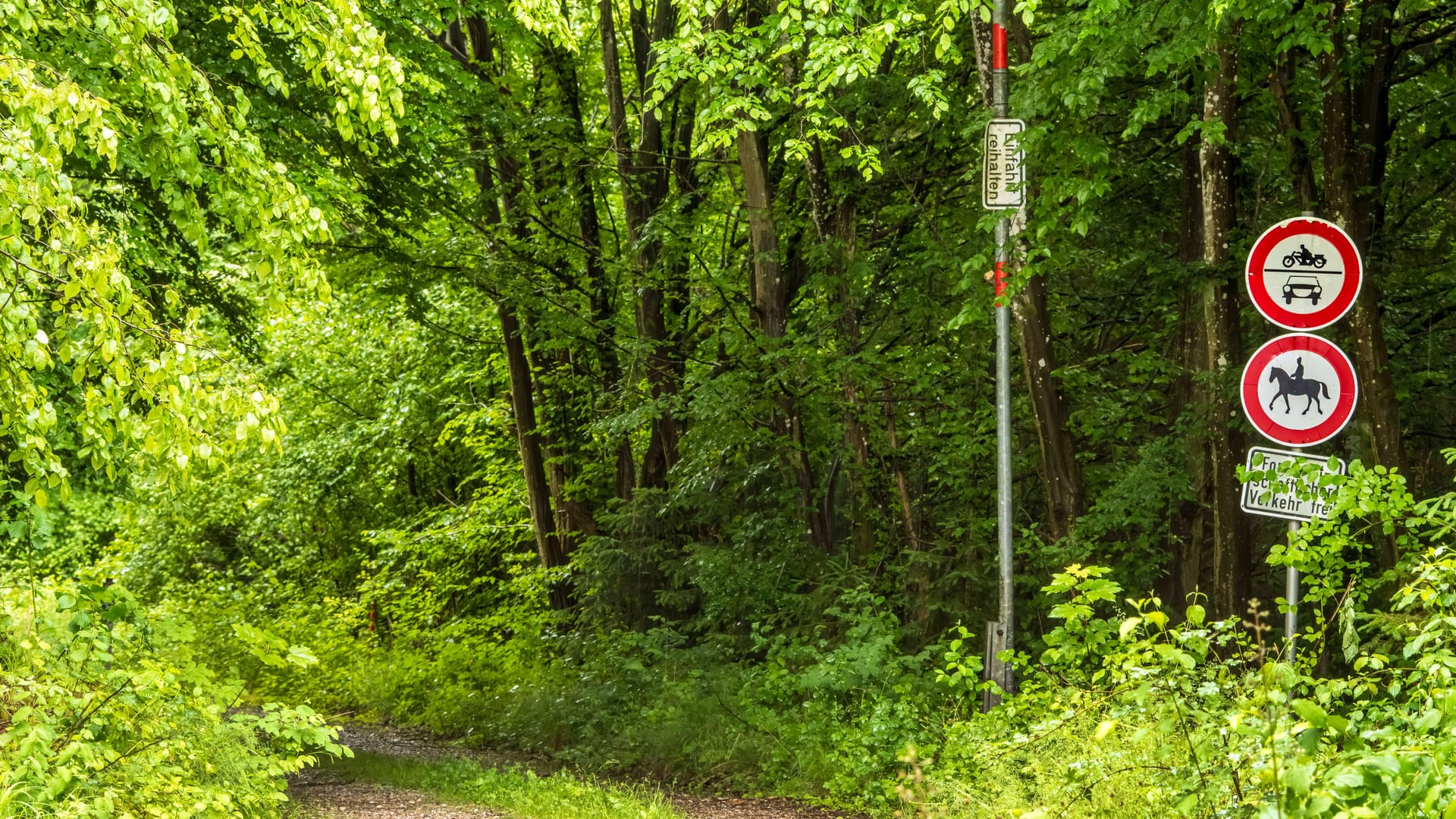 Waldweg (Symbolfoto): Im Hämelerwald bei Hannover ist eine Frau vergewaltigt worden.