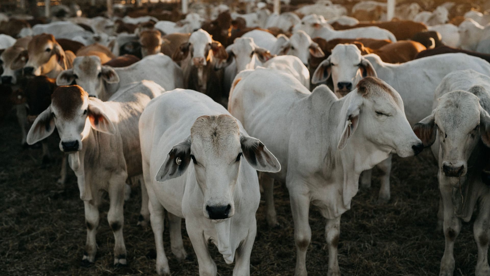 Brahman-Jungrinder im sogenannten Cattleyard: Hier werden die Tiere unter anderem sortiert und geimpft.
