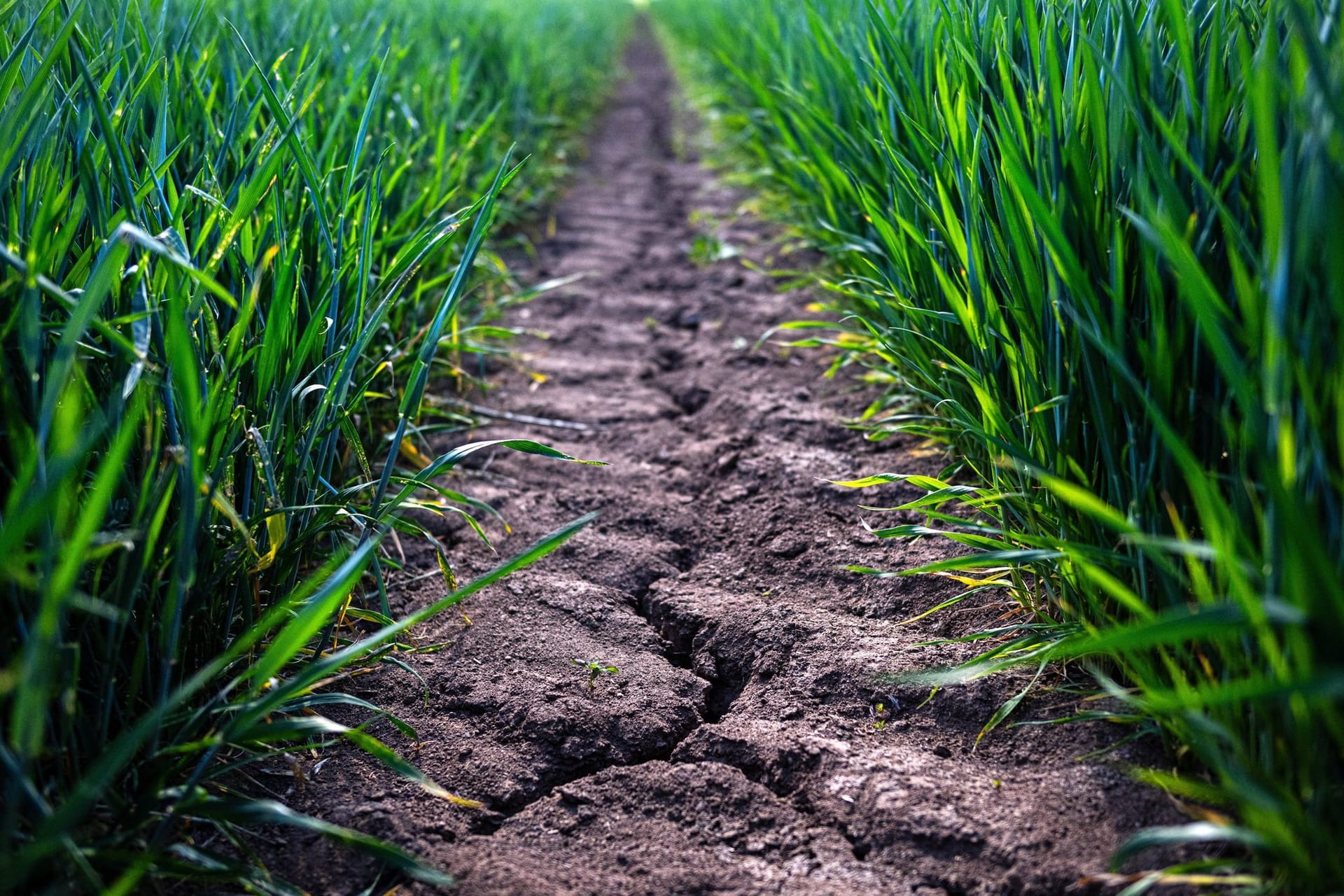 Trockenheit in der Landwirtschaft