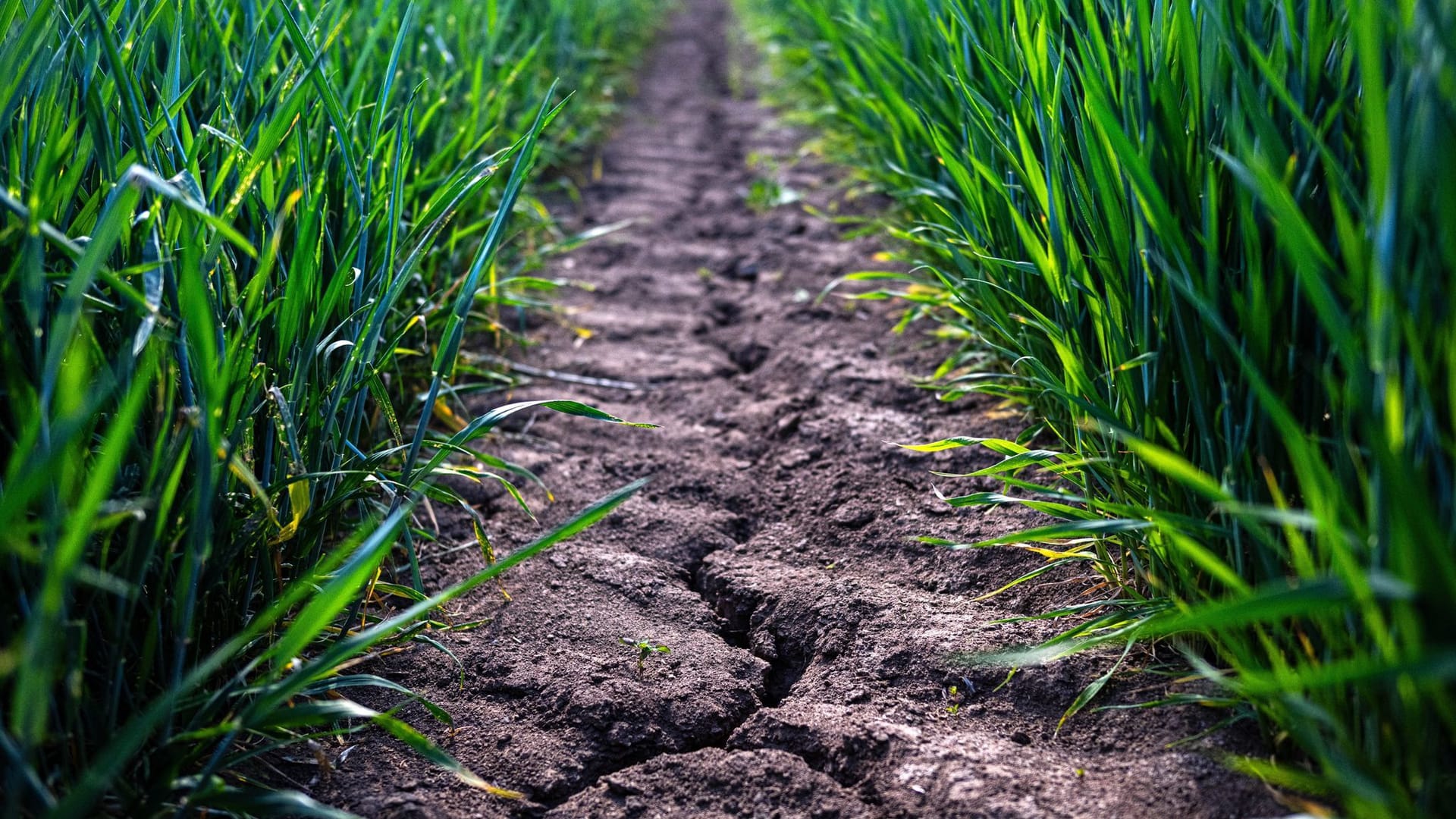 Trockenheit in der Landwirtschaft