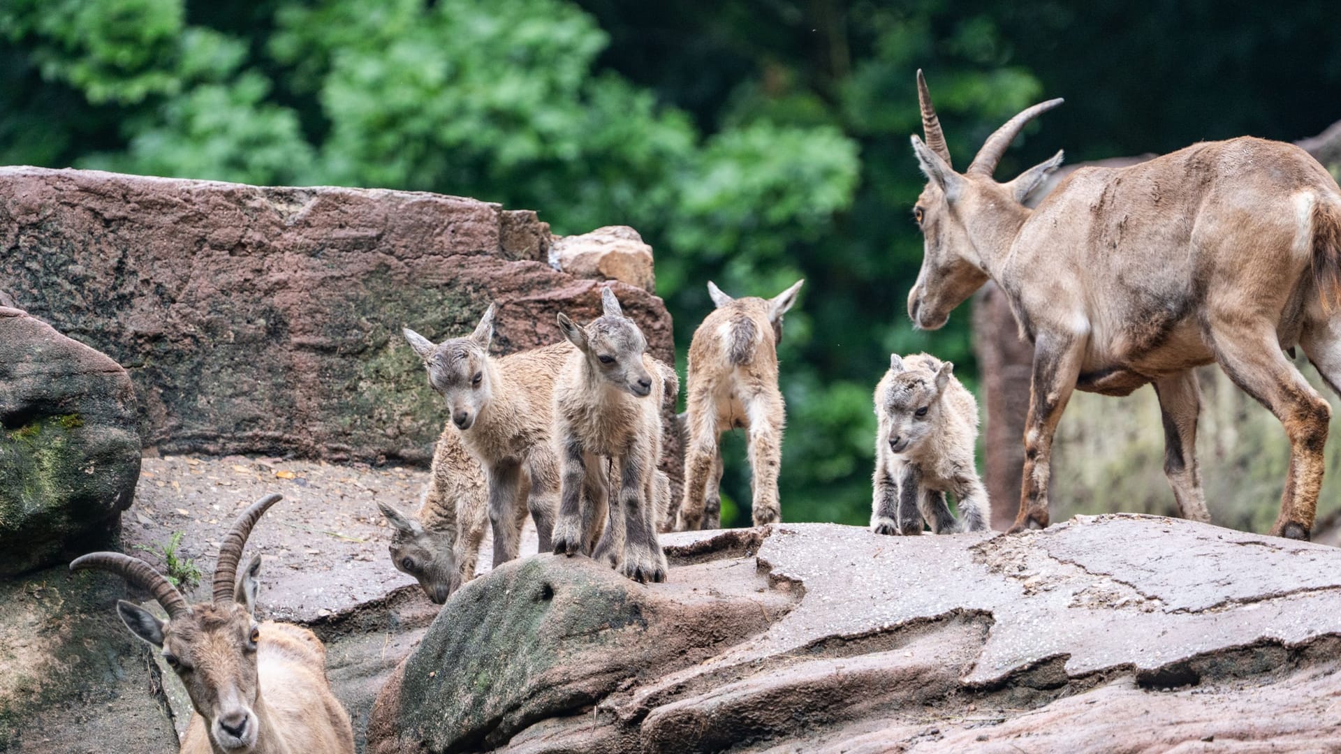 Die Steinböcke im Tiergarten: Insgesamt sind neun Babys zur Welt gekommen.