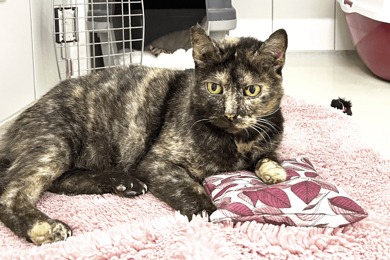 Miraya im Tierheim Salzgitter: Die Katzen-Oma sucht ein neues Zuhause.
