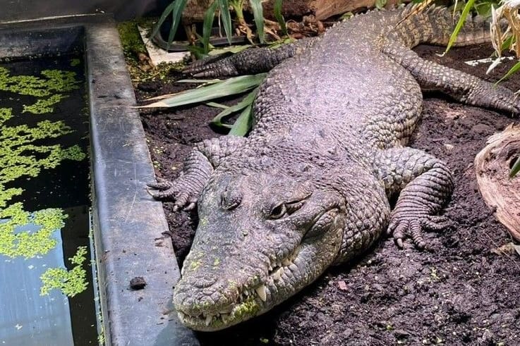 Dieses Beulenkrokodil lebt derzeit mitten in München. Die Art kann bis zu 4,5 Meter lang werden.