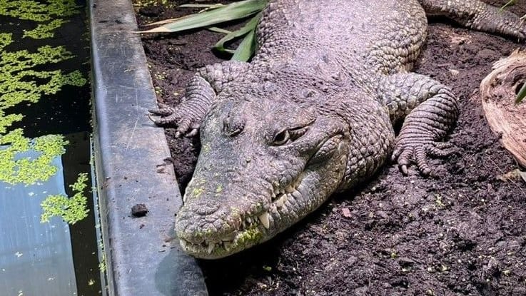 Dieses Beulenkrokodil lebt derzeit mitten in München. Die Art kann bis zu 4,5 Meter lang werden. Dieses Beulenkrokodil lebt derzeit mitten in München. Die Art kann bis zu 4,5 Meter lang werden.