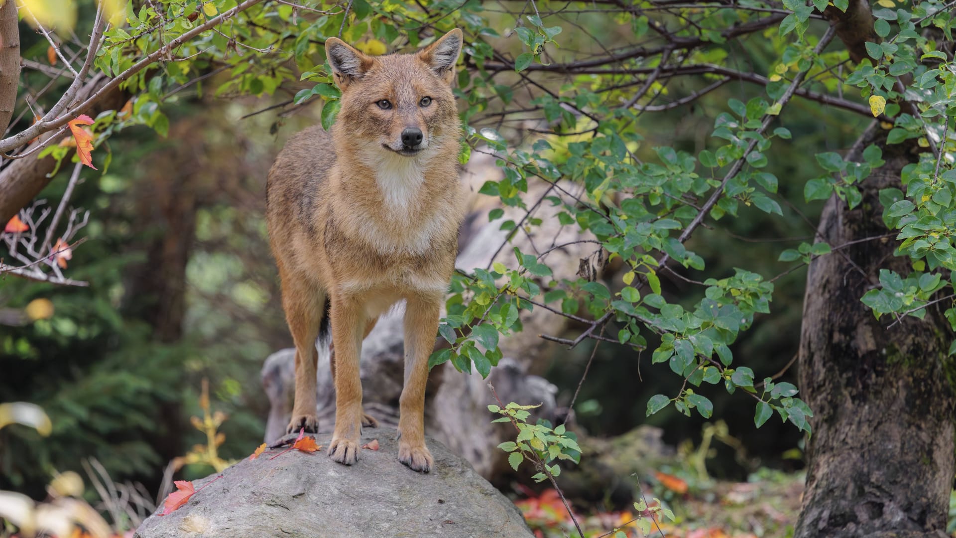 Anders als der Wolf, der hier vor seiner Ausrottung schon einmal heimisch war, ist der Goldschakal ein Neuankömmling in Deutschland (Symbolbild). Anders als der Wolf, der hier vor seiner Ausrottung schon einmal heimisch war, ist der Goldschakal ein Neuankömmling in Deutschland (Symbolbild).
