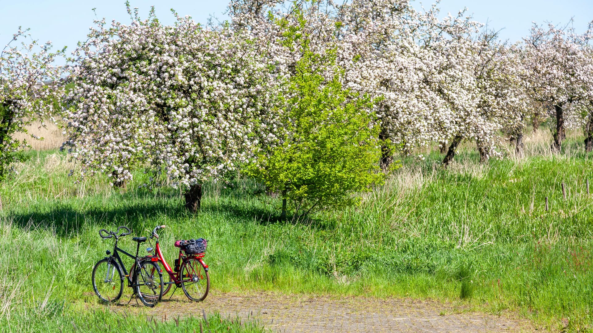 Zwei Fahrräder stehen vor Apfelbäumen (Archivbild): Das Alte Land ist gut mit dem Fahrrad ab Hamburg zu erreichen. Zwei Fahrräder stehen vor Apfelbäumen (Archivbild): Das Alte Land ist gut mit dem Fahrrad ab Hamburg zu erreichen.