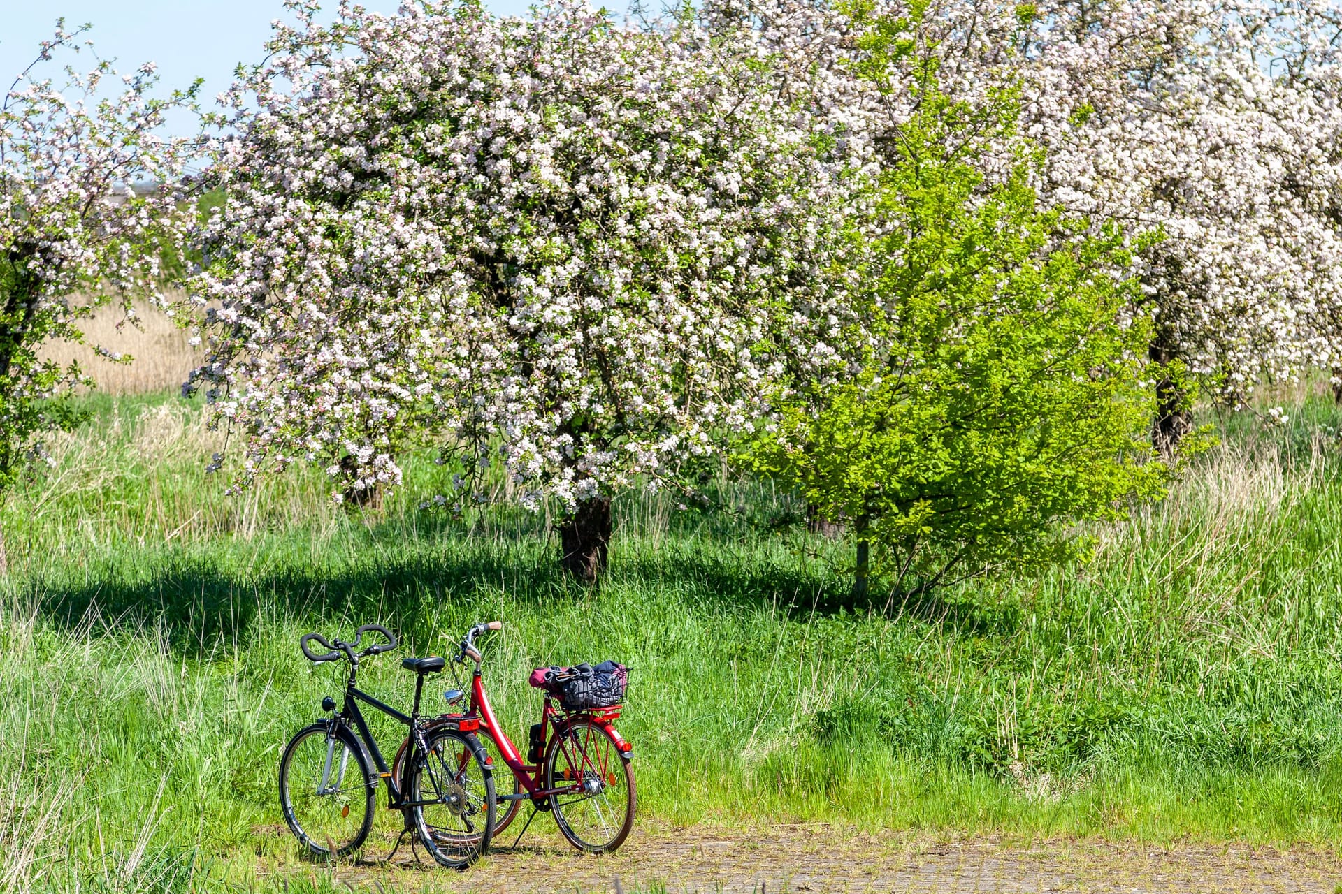 Zwei Fahrräder stehen vor Apfelbäumen (Archivbild): Das Alte Land ist gut mit dem Fahrrad ab Hamburg zu erreichen. Zwei Fahrräder stehen vor Apfelbäumen (Archivbild): Das Alte Land ist gut mit dem Fahrrad ab Hamburg zu erreichen.