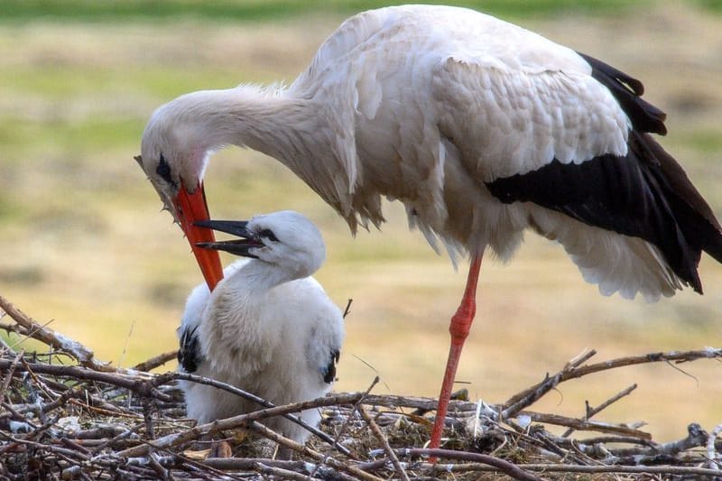 Ein Weißstorch sitzt auf seinem Nistplatz bei seinem Küken (Symbolbild): Mit den Ringen soll die Nichtverfolgung möglich sein.