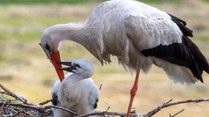 Ein Weißstorch sitzt auf seinem Nistplatz bei seinem Küken (Symbolbild): Mit den Ringen soll die Nichtverfolgung möglich sein. Ein Weißstorch sitzt auf seinem Nistplatz bei seinem Küken (Symbolbild): Mit den Ringen soll die Nichtverfolgung möglich sein.