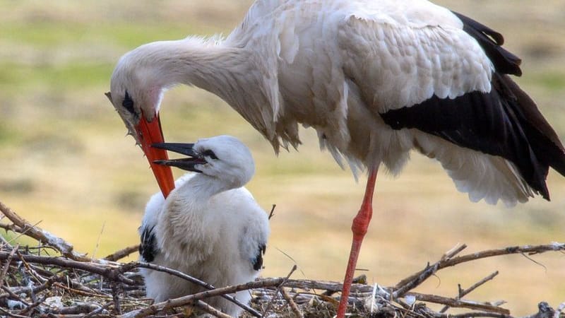 Ein Weißstorch sitzt auf seinem Nistplatz bei seinem Küken (Symbolbild): Mit den Ringen soll die Nichtverfolgung möglich sein. Ein Weißstorch sitzt auf seinem Nistplatz bei seinem Küken (Symbolbild): Mit den Ringen soll die Nichtverfolgung möglich sein.