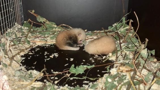 Zwei Jungtiere der gefährdeten Westlichen Kleinen Pandas: Für einige Monate bleiben die Tiere noch im Schutz der Kiste, bevor sie von ihrer Mutter umsorgt werden.