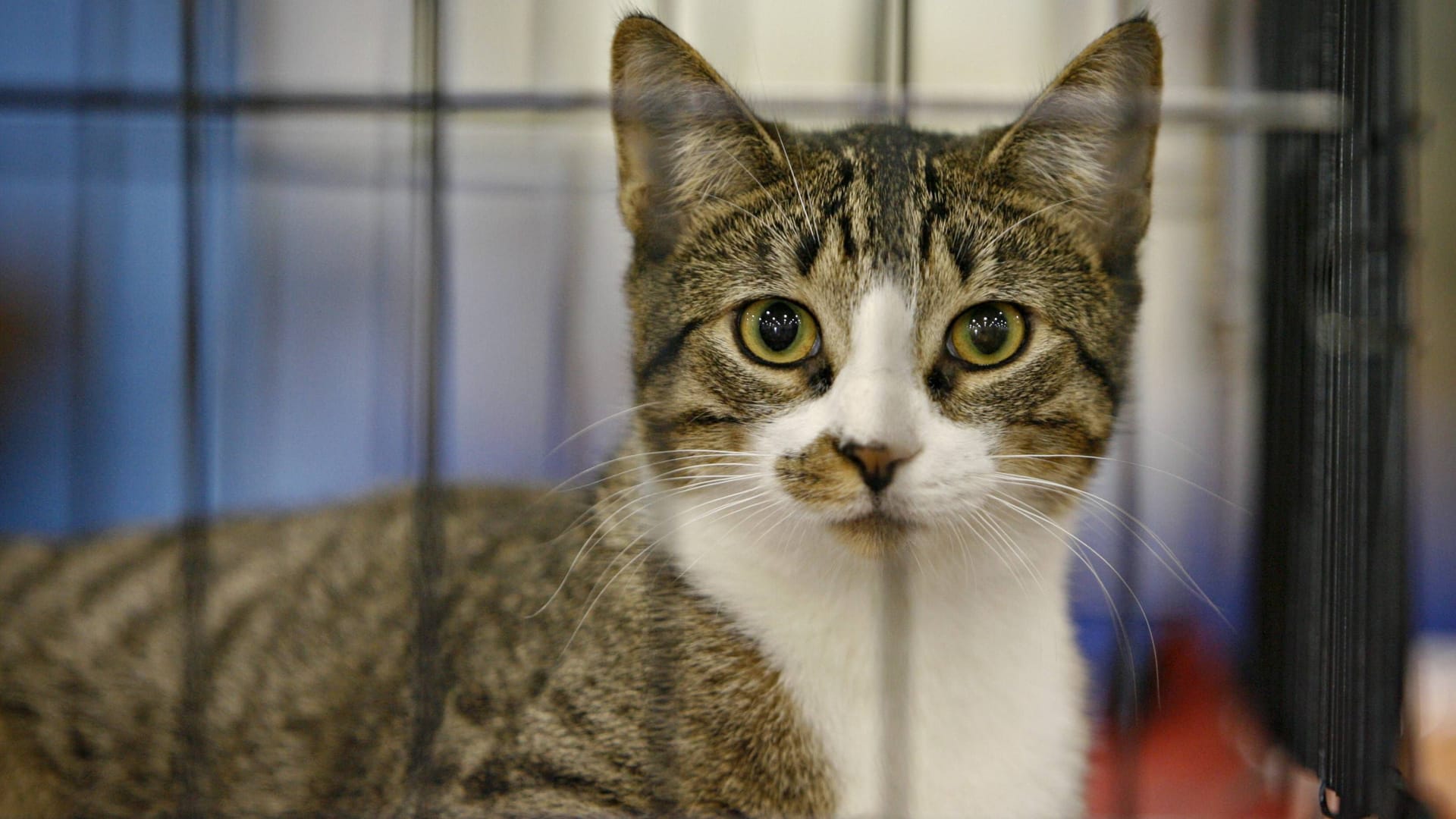 Eine Katze sitzt in einem Tierheim (Symbolbild): In Hamburg wartet eine Katze mit drei Beinen auf jemanden, der sie adoptiert. Eine Katze sitzt in einem Tierheim (Symbolbild): In Hamburg wartet eine Katze mit drei Beinen auf jemanden, der sie adoptiert.