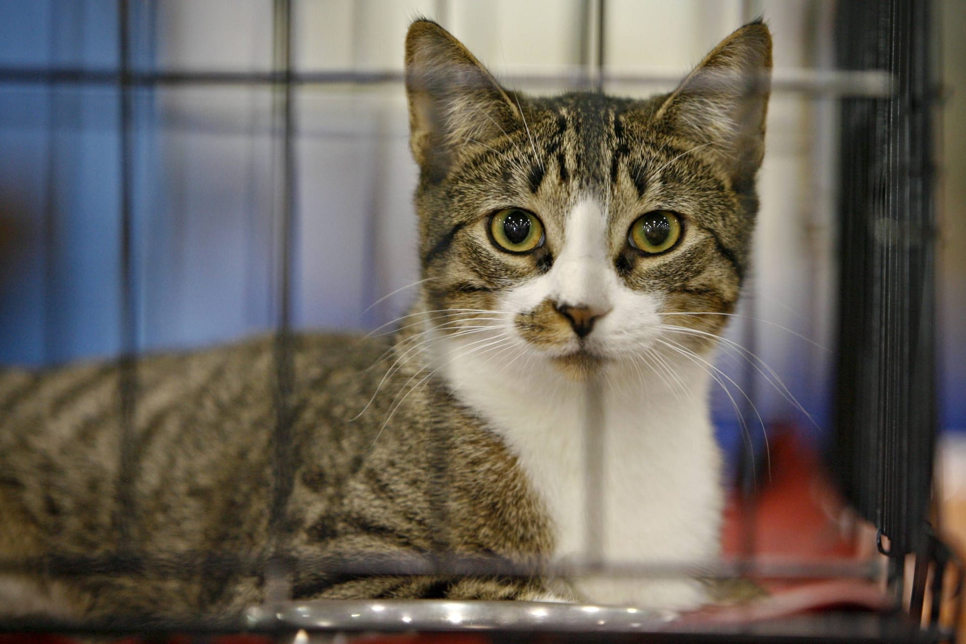 Eine Katze sitzt in einem Tierheim (Symbolbild): In Hamburg wartet eine Katze mit drei Beinen auf jemanden, der sie adoptiert.