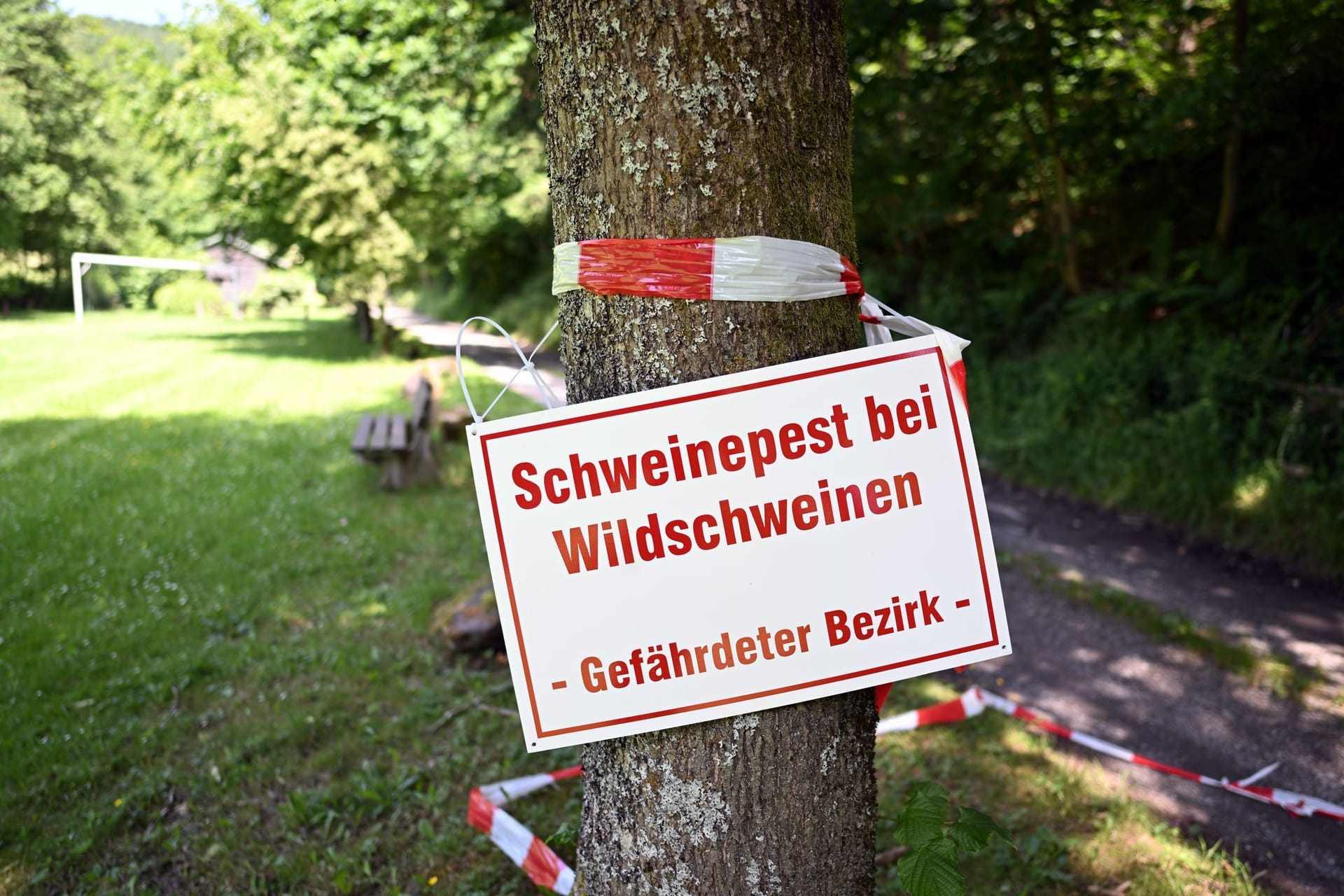 Afrikanische Schweinepest in Nordrhein-Westfalen