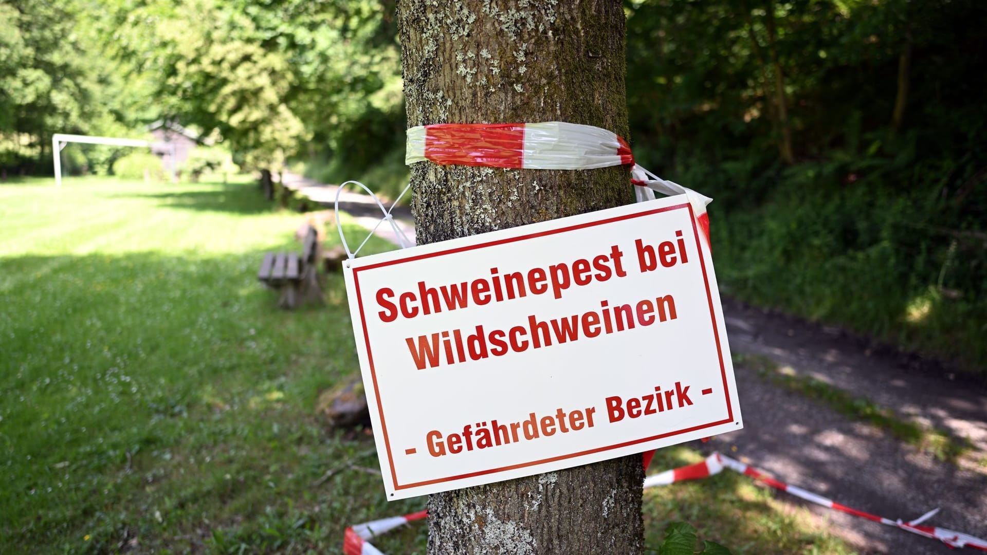 Afrikanische Schweinepest in Nordrhein-Westfalen