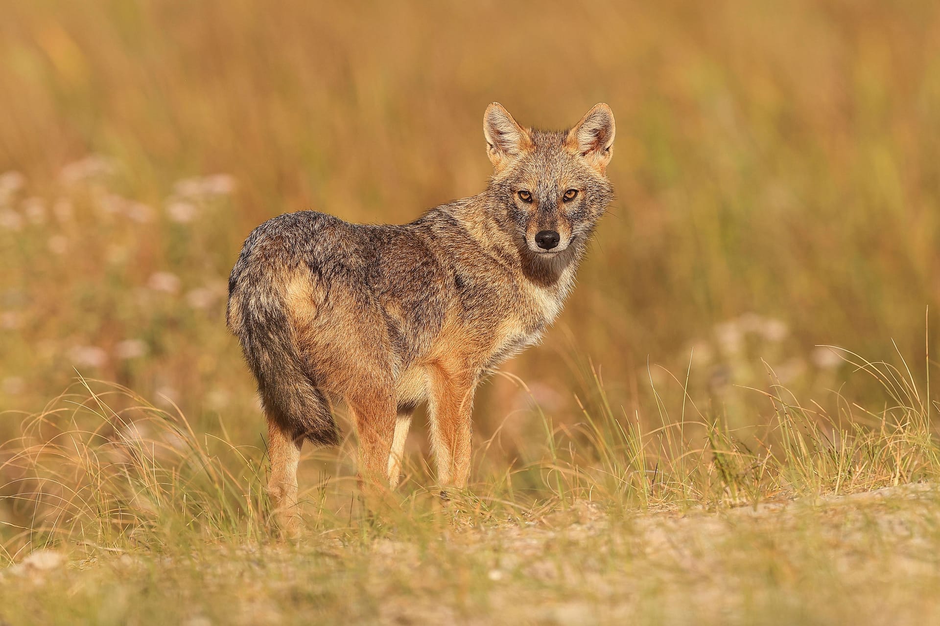 imago images 152733789