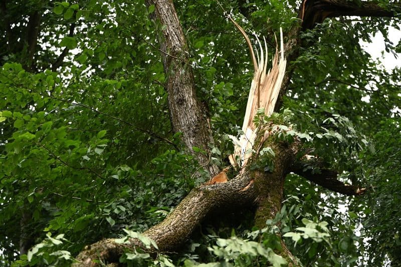 Gebrochener Baumstamm im Tegeler Forst: Die Klimakrise schwächt die deutschen Wälder.