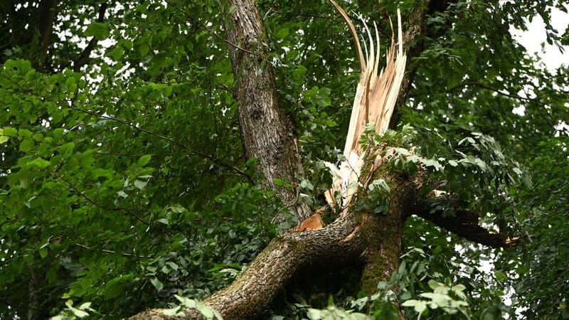 Gebrochener Baumstamm im Tegeler Forst: Die Klimakrise schwächt die deutschen Wälder.