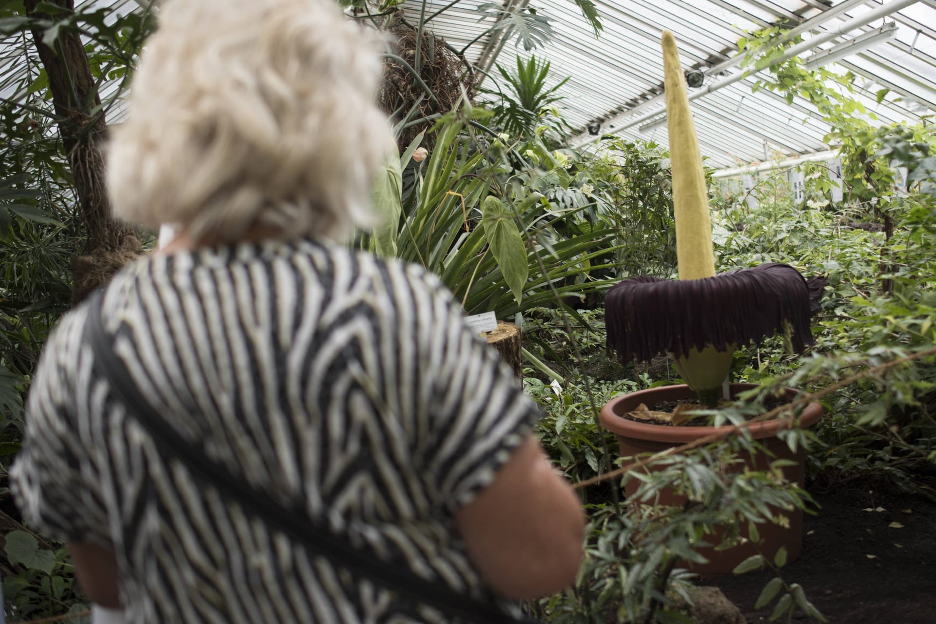 Der Titanenwurz (Amorphophallus titanum) im Jahr 2016 im Botanischen Garten Berlin (Archivbild): Bald ist die Pflanze in der Hauptstadt wieder in voller Pracht zu sehen.