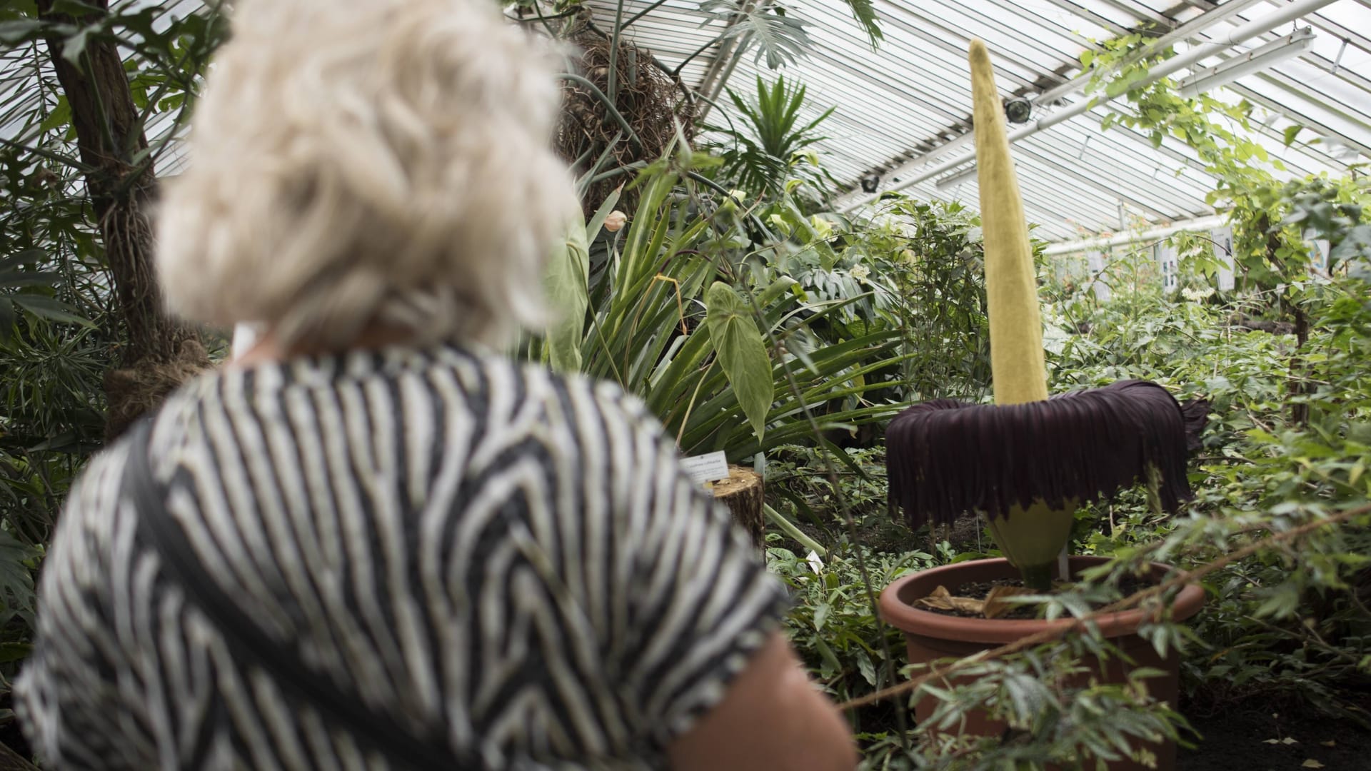 Der Titanenwurz (Amorphophallus titanum) im Jahr 2016 im Botanischen Garten Berlin (Archivbild): Bald ist die Pflanze in der Hauptstadt wieder in voller Pracht zu sehen.
